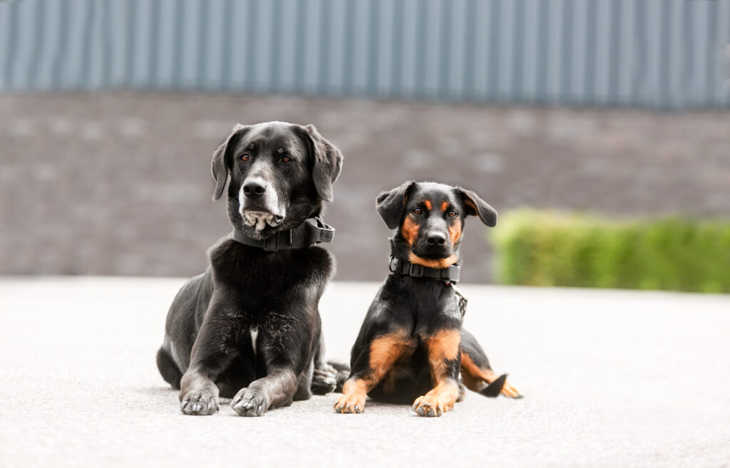 Hunde Retro